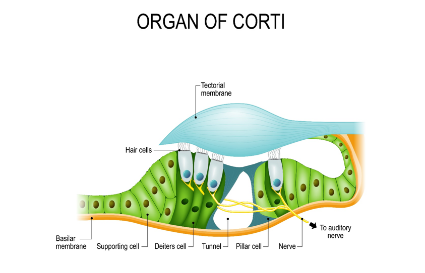 Organ of Corti